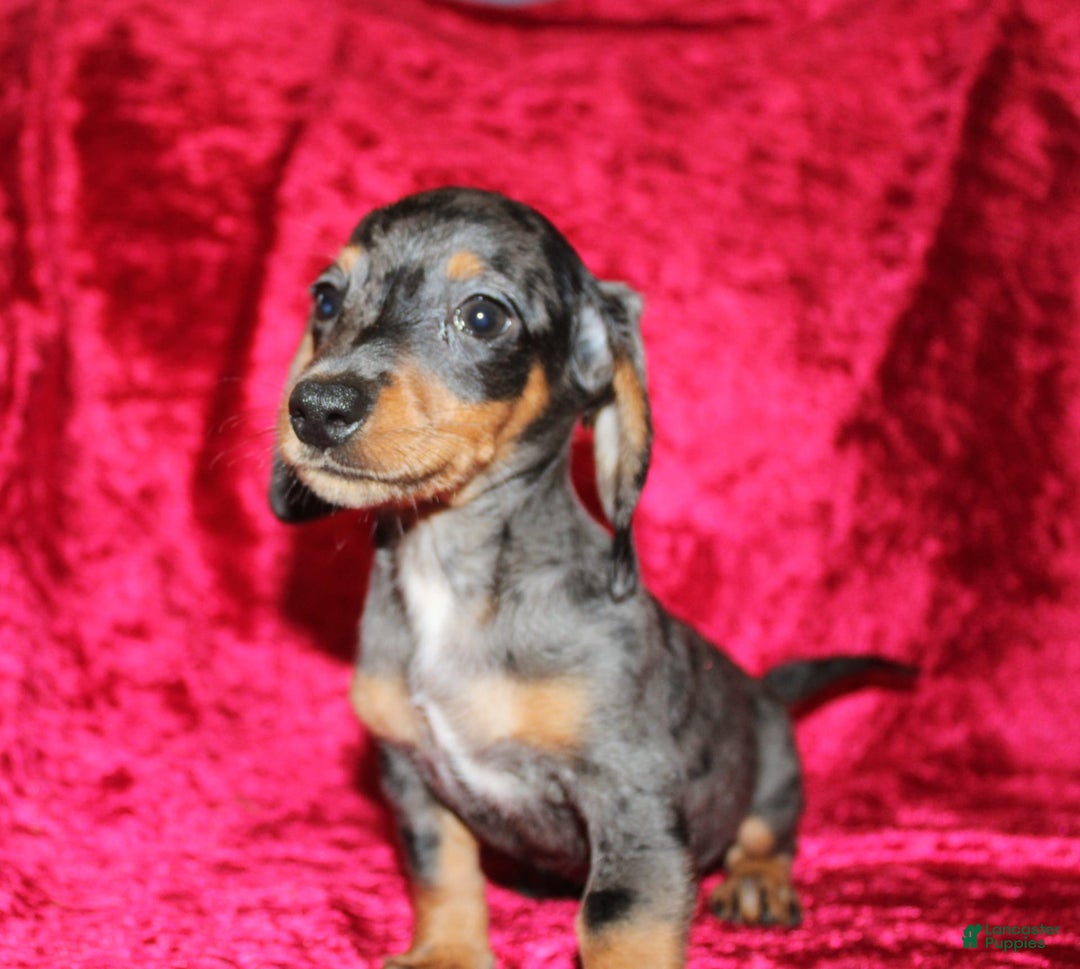 Miniature Dachshund dogs for sale: Teddy Mini - Image 20