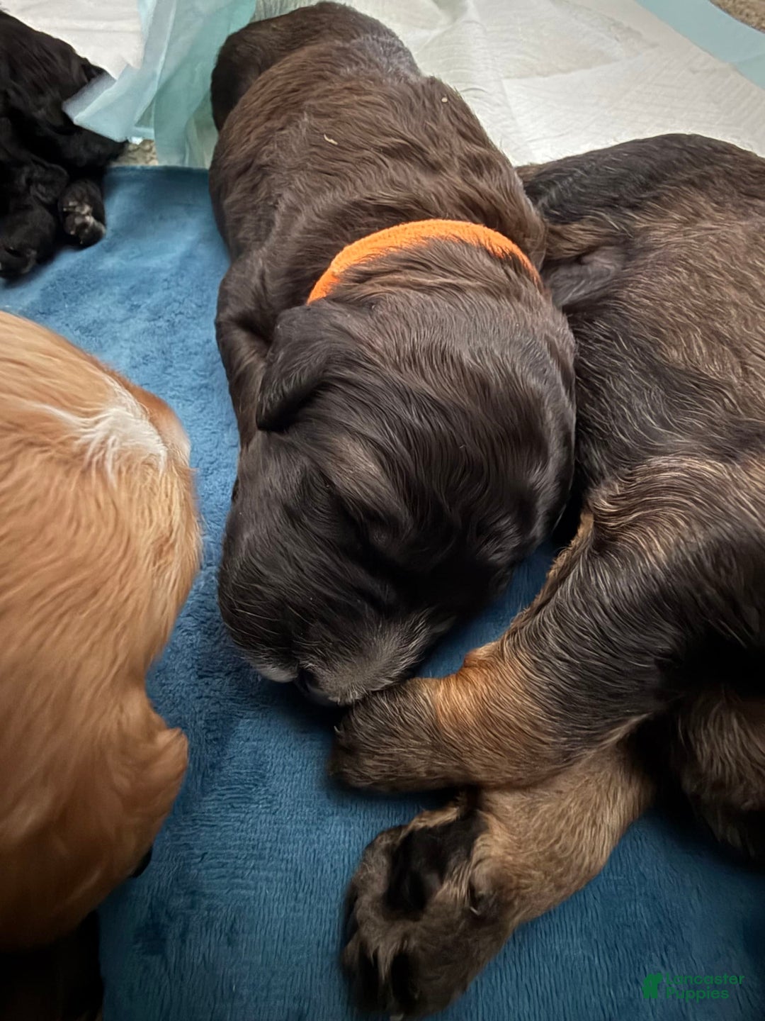 Bernedoodle dogs for sale: Orange Boy - Image 1