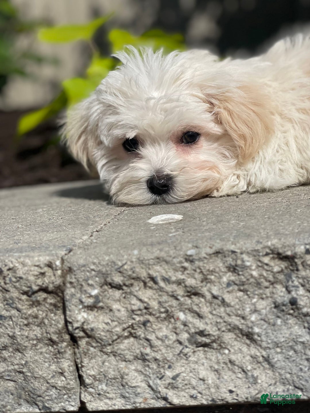 Havanese dogs for sale: Felicity - Image 3