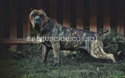 Cane Corso dogs for stud: Epirus Cc Alastor Stark - Image 2