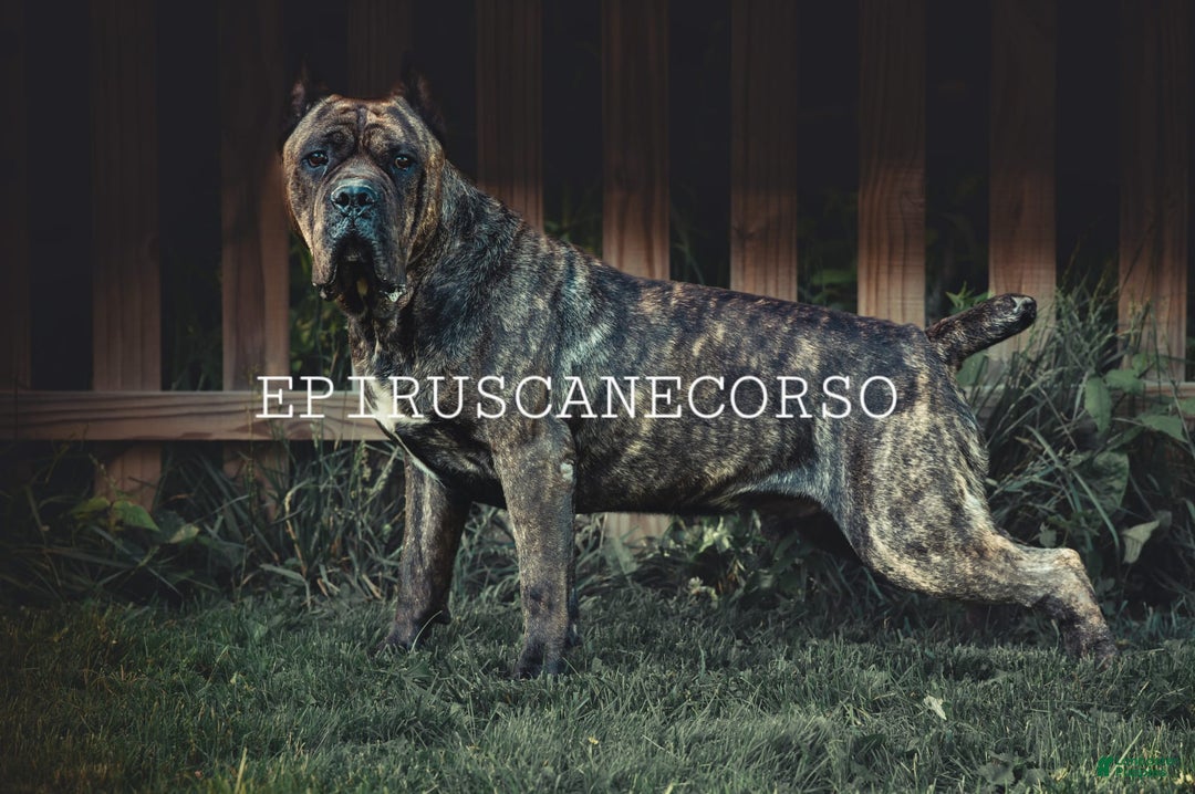 Cane Corso dogs for stud: Epirus Cc Alastor Stark - Image 2