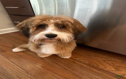 Havanese dogs for sale: Leo - Image 2
