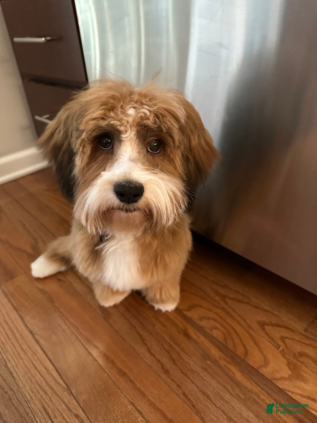 Havanese dogs for sale: Leo - Image 2