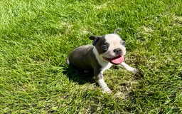 Boston Terrier dogs for sale: Lisa - Image 11