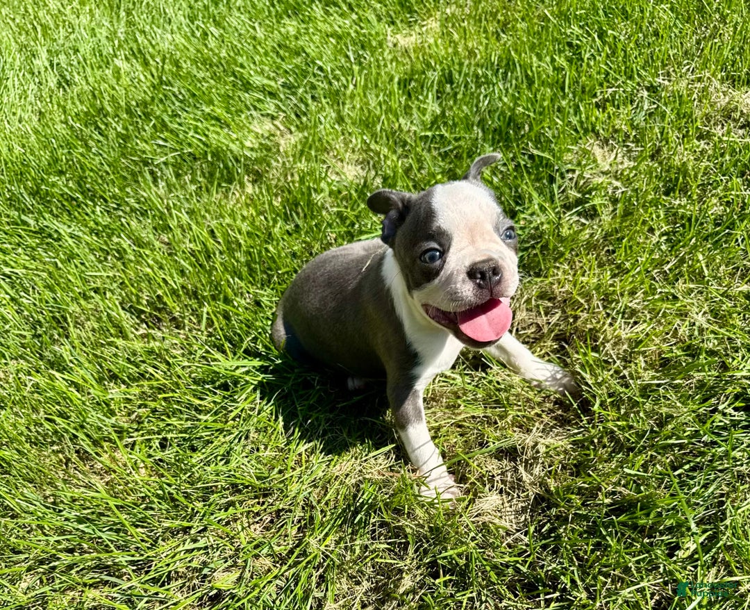 Boston Terrier dogs for sale: Lisa - Image 11