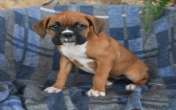 Boxer dogs for sale: Willow - Image 4