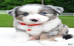 Miniature Australian Shepherd dogs for sale: Jessica - Image 3