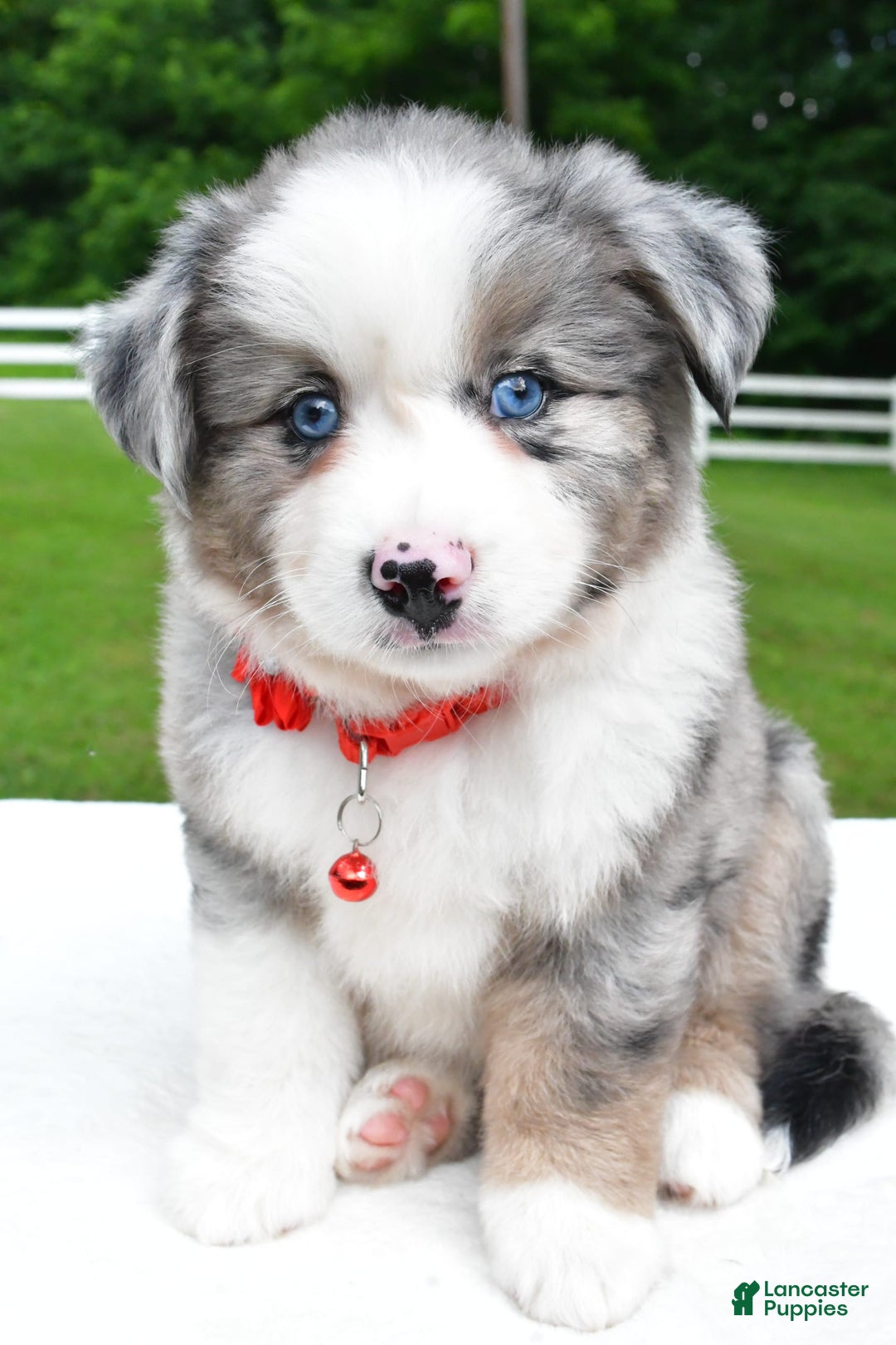 Miniature Australian Shepherd dogs for sale: Jessica - Image 3