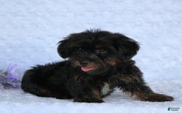 Yorkiepoo dogs for sale: Denver - Image 2