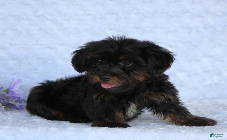 Yorkiepoo dogs - Advert 21