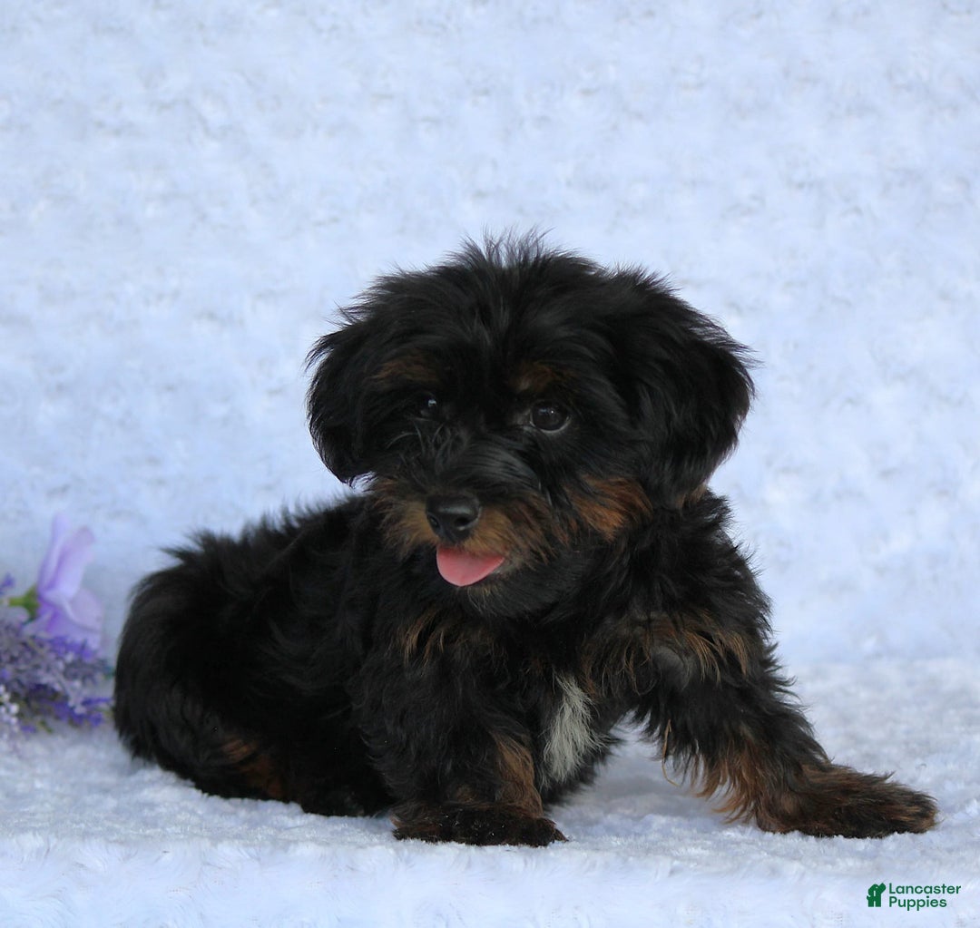 Yorkiepoo dogs for sale: Denver - Image 2