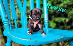 Great Dane dogs for sale: Reese - Image 3