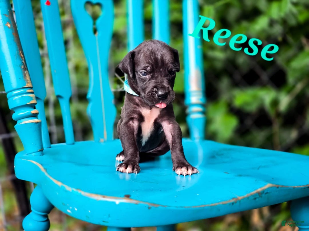 Great Dane dogs for sale: Reese - Image 3