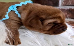 Labrador Retriever dogs for sale: Teal Girl - Image 2