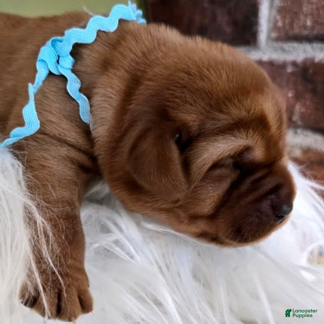 Labrador Retriever dogs for sale: Teal Girl - Image 2