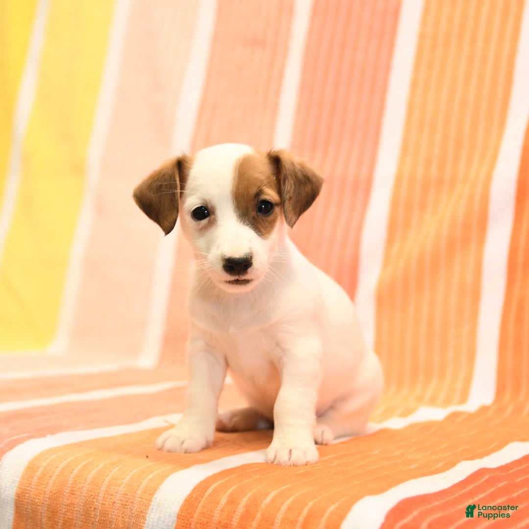 Jack Russell Terrier dogs for sale: Lisa - Image 5