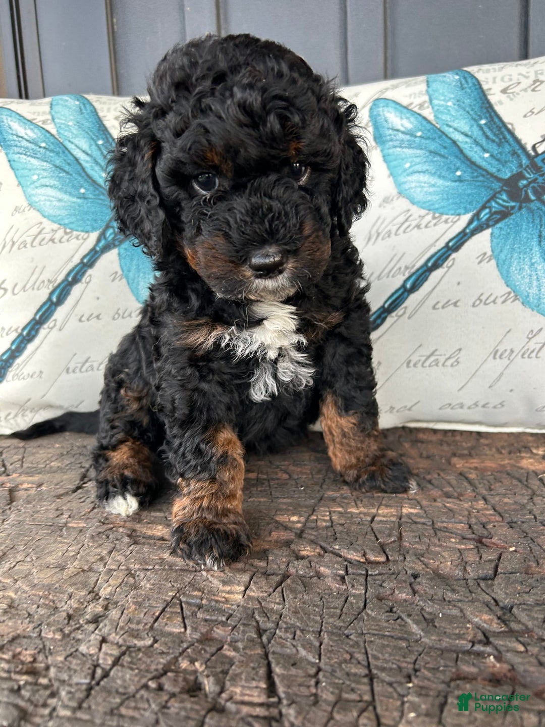 Aussiedoodle dogs for sale: Ash - Image 1