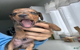 Miniature Dachshund dogs for sale: Twins - Image 4