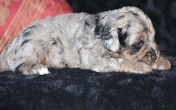 Yorkiepoo dogs for sale: Pluto - Image 5