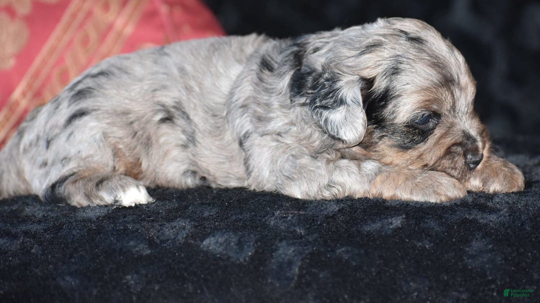 Yorkiepoo dogs for sale: Pluto - Image 5