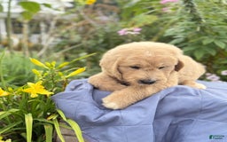 Goldendoodle dogs for sale: Jaden - Image 9