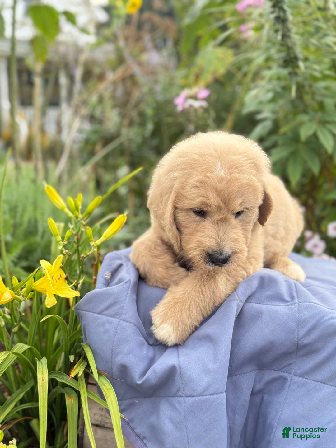 Goldendoodle dogs for sale: Jaden - Image 9