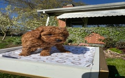 Toy Poodle dogs for sale: Lada - Image 21