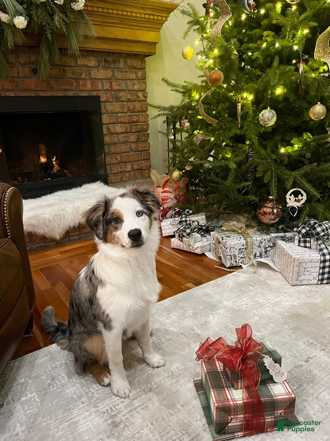 Miniature Australian Shepherd dogs for sale: Truffle - Image 14