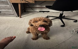 Goldendoodle dogs for sale: Annabelle - Image 2