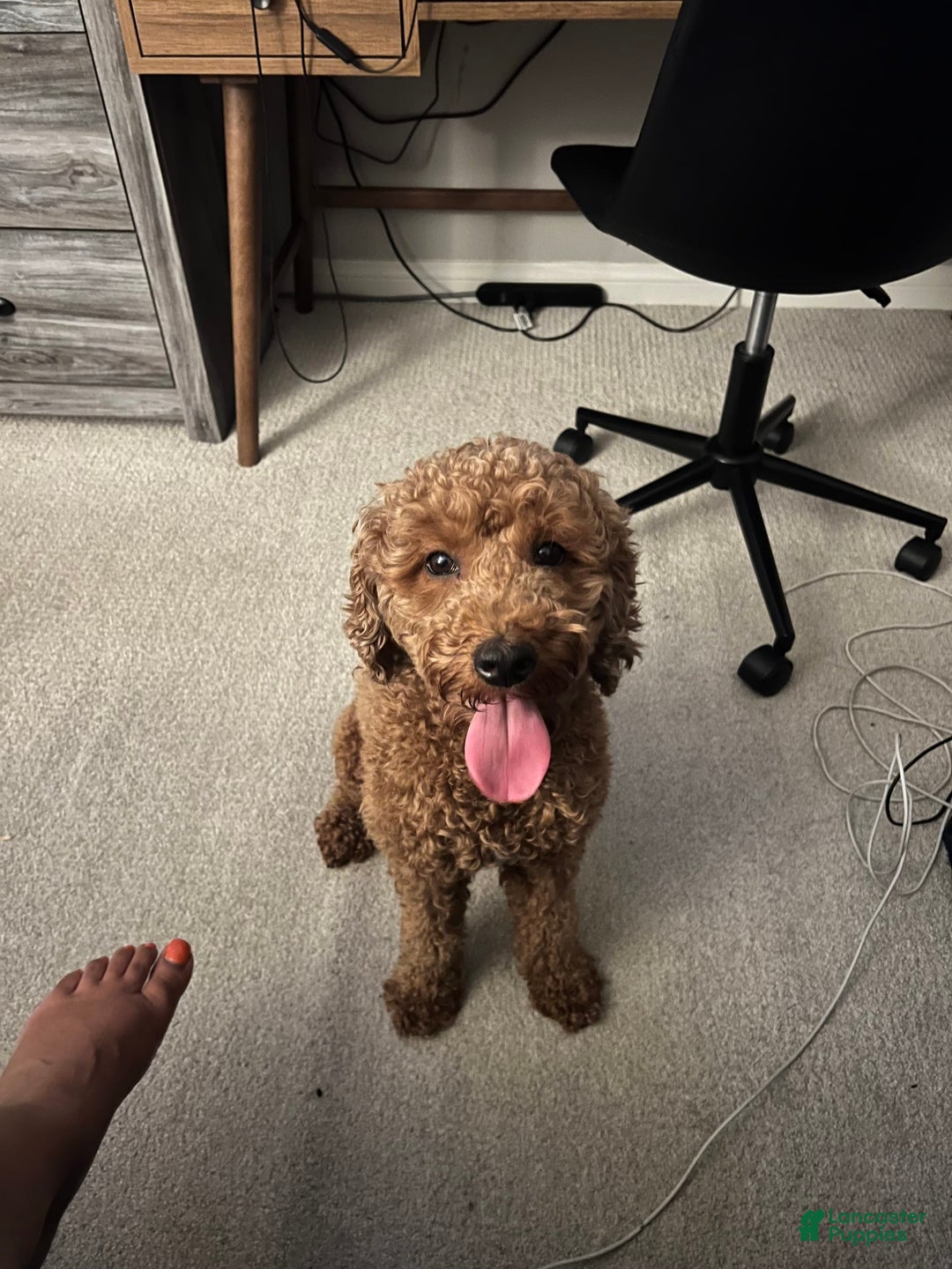 Goldendoodle dogs for sale: Annabelle - Image 2