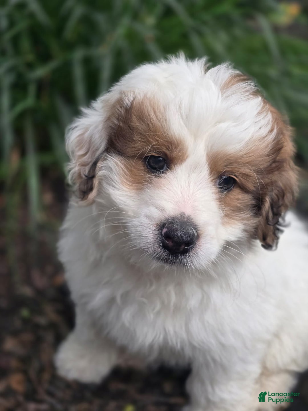 Mini Bernedoodle dogs for sale: Bubba - Image 15