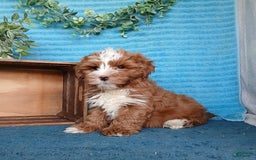 Havanese dogs for sale: Bryson - Image 8