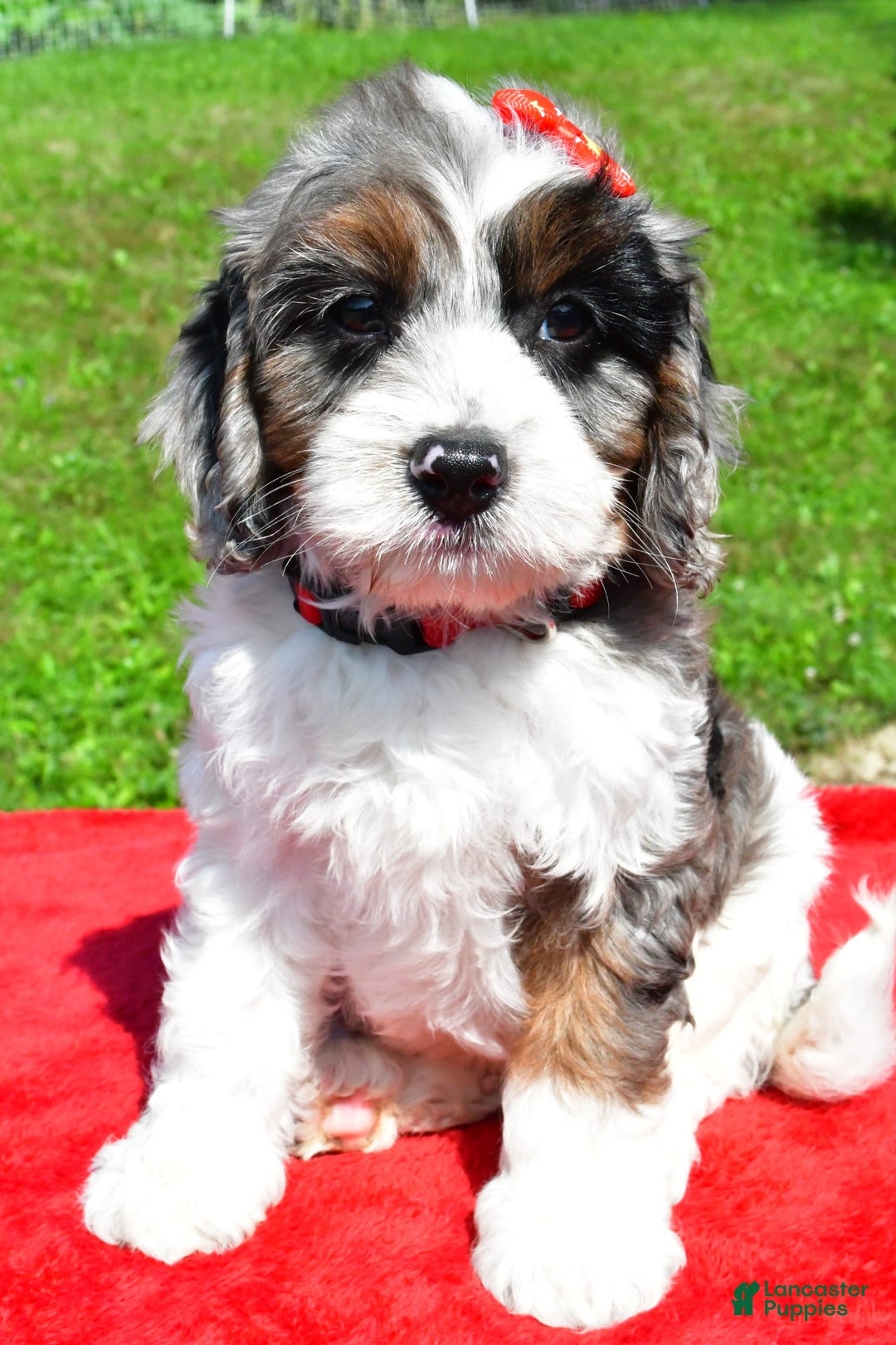 Cavapoo dogs for sale: Cavapoo 4 puppies - Image 15
