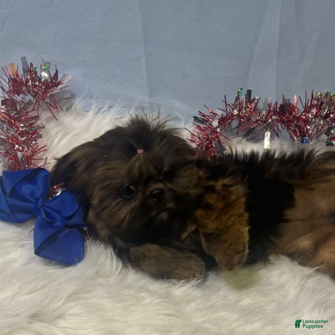 Shih Tzu dogs for sale: Leah - Image 3