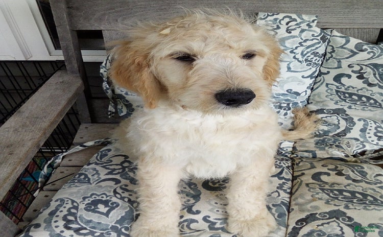 Goldendoodle dogs for sale - Ad 3