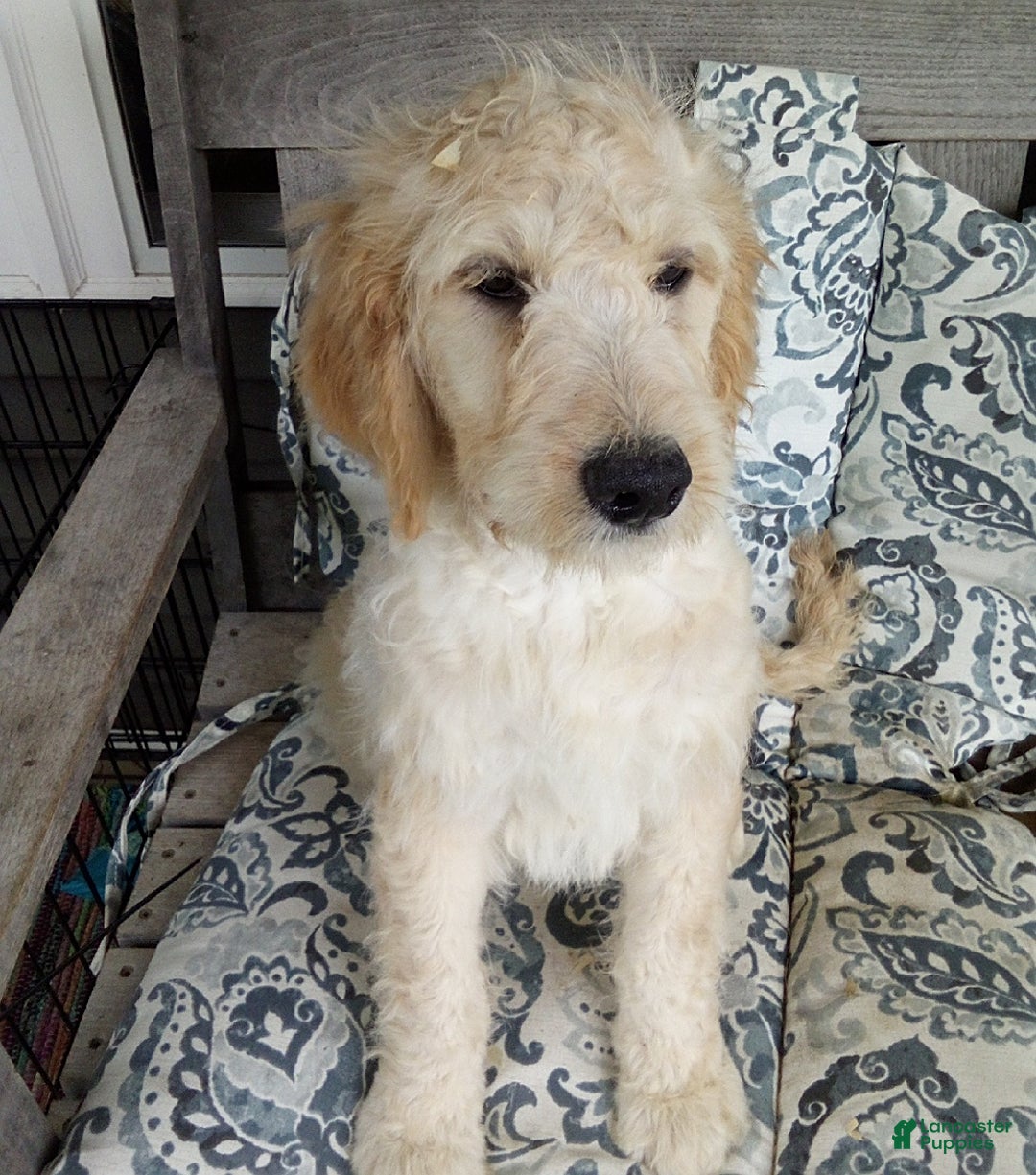 Goldendoodle dogs for sale: Sara - Image 5