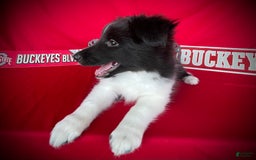 Shetland Sheepdog dogs for sale: Bi-black 1 - Image 5