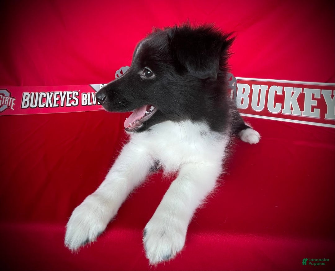 Shetland Sheepdog dogs for sale: Bi-black 1 - Image 5