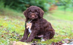 Goldendoodle dogs for sale: Baylor - Image 7