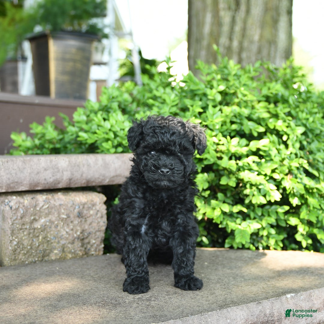 Toy Poodle dogs for sale: Gus - Image 2
