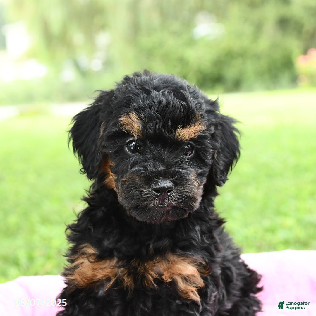 Miniature Poodle dogs for sale: Ellie - Image 2