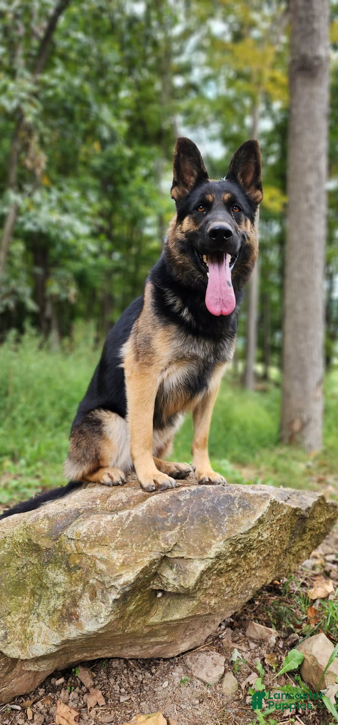 German Shepherd dogs for sale: Kat - Image 25