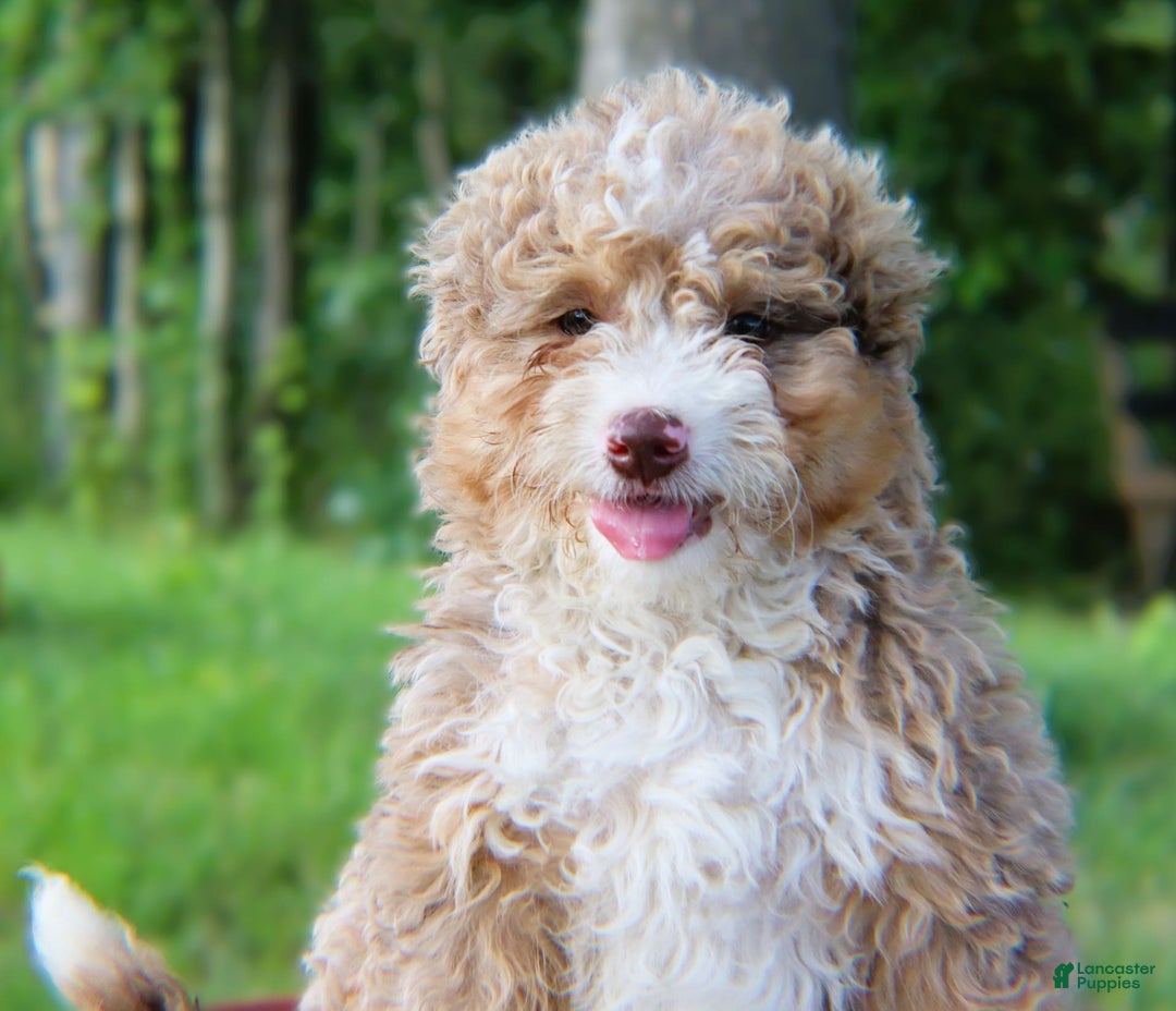 Mini Bernedoodle dogs for sale: Glory - Image 5