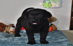 Labrador Retriever dogs for sale: Carter - Image 2