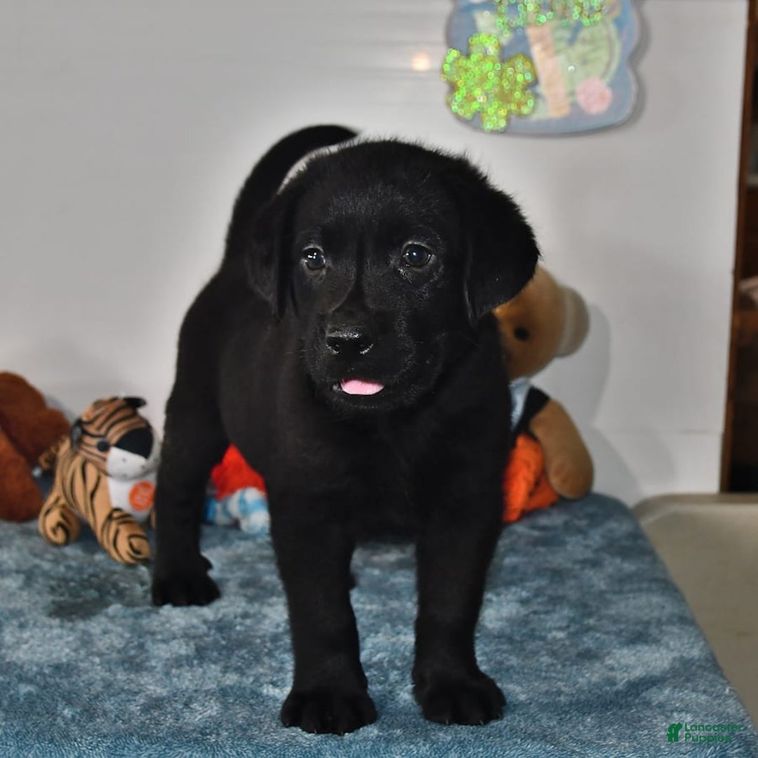 Labrador Retriever dogs for sale: Carter - Image 2