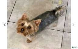 Yorkshire Terrier dogs for sale: Scotty - Image 7