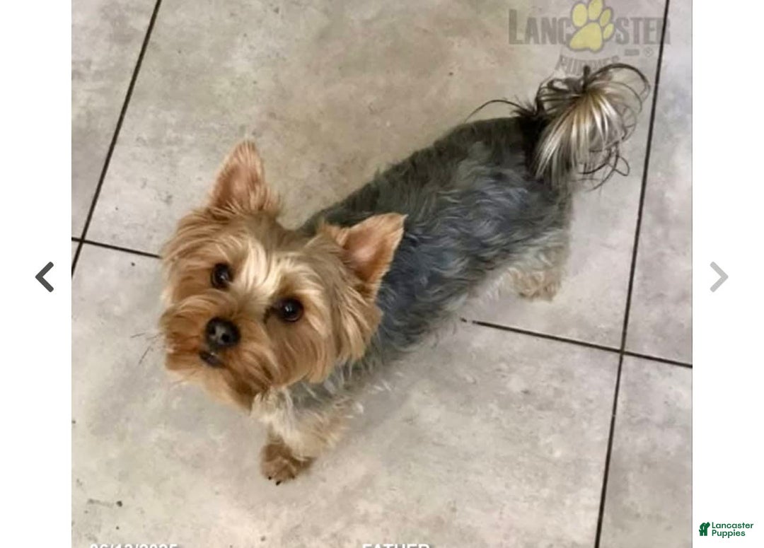 Yorkshire Terrier dogs for sale: Scotty - Image 7