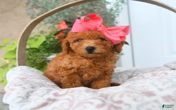 Bichpoo dogs for sale: Mauve - Image 2