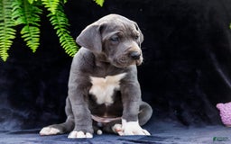 Great Dane dogs for sale: Molly - Image 24