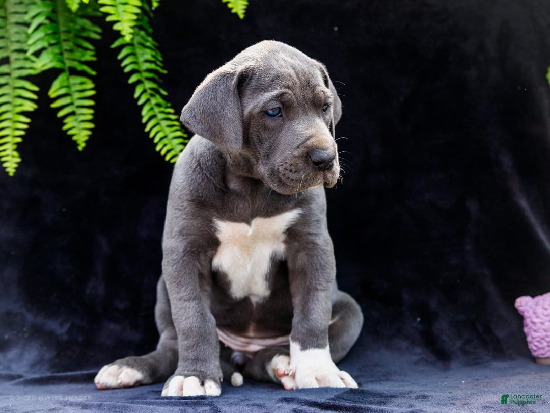 Great Dane dogs for sale: Molly - Image 24
